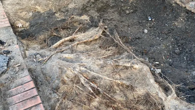 Les puissantes racines d’un arbre sont visibles après l’aspiration.